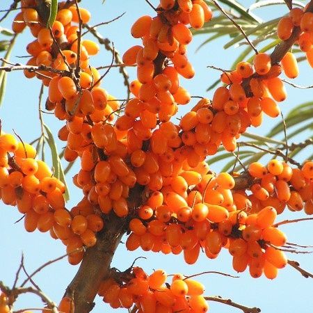 Arbuști Fructiferi (Cătină Femela )