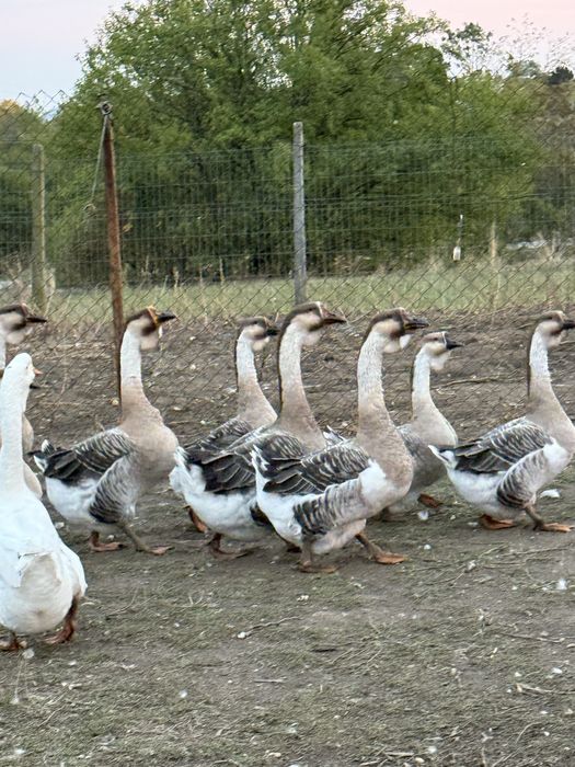 Vand gâste leșești, scoase in primavara!