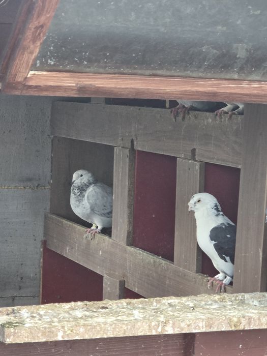 Turturele rozatoare si voiajori standard de vanzare