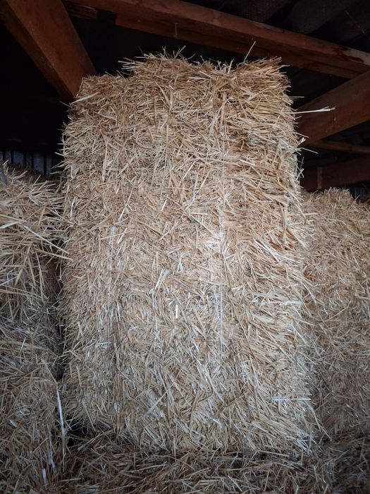 Продаю ячмёную  салому.