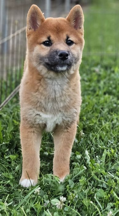 Baiat Shiba inu Pedigree