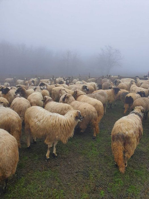 Oi breze, tinere,  de vânzare