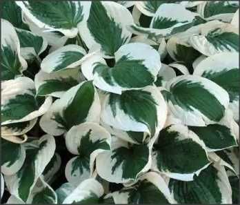 oferta unica : 10 crini de umbră - Hosta hybrida