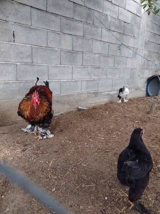 Петел порода кохин