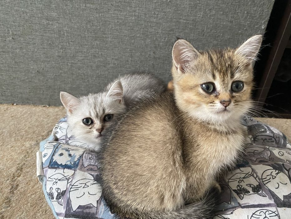 Британски късокосмести котета