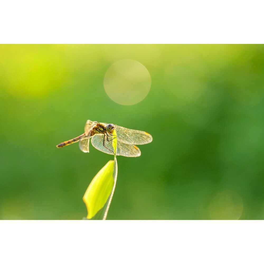 Sigma 105mm f/2.8 DG DN Macro Art Lens | Sony E