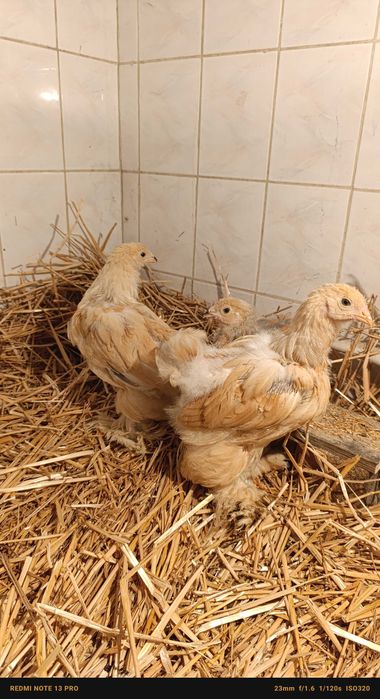 Цыплята брама разные