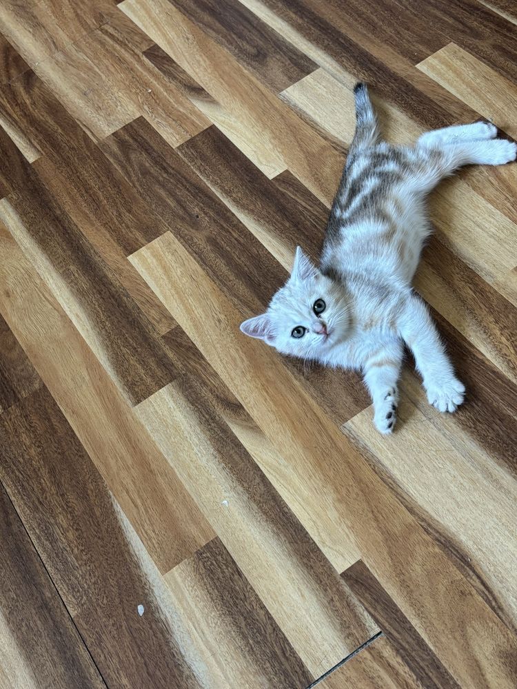 Продается котенок шиншила девочка