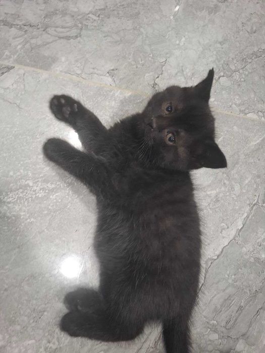 продаются котята