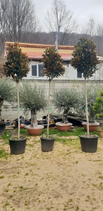 Magnolia grandiflora tufa și copac