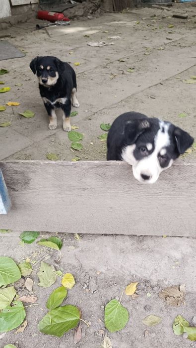 Отдам щенков в хорошие руки