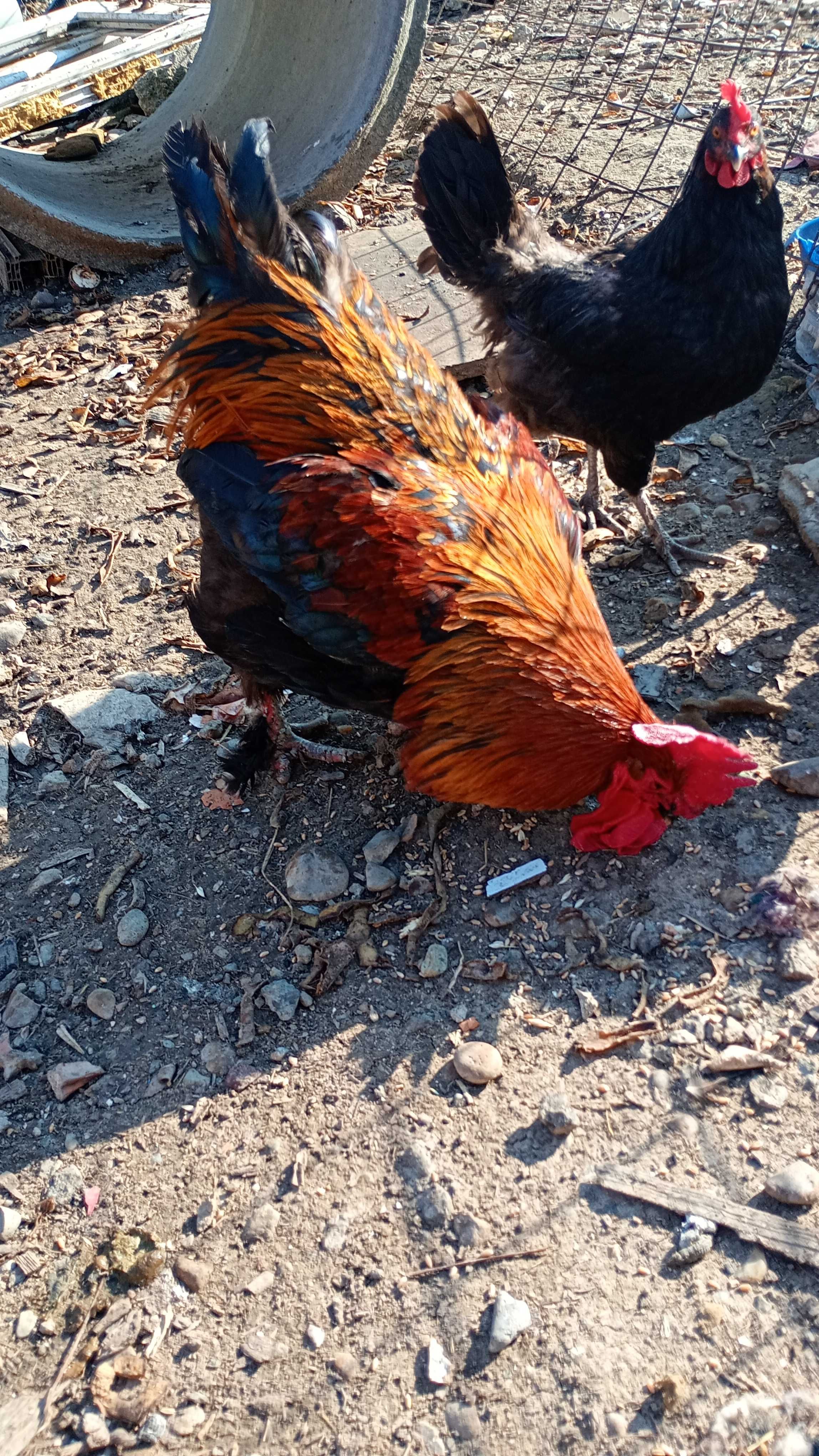 Pui Marans de vânzare pui Australorp Splash și pui olive
