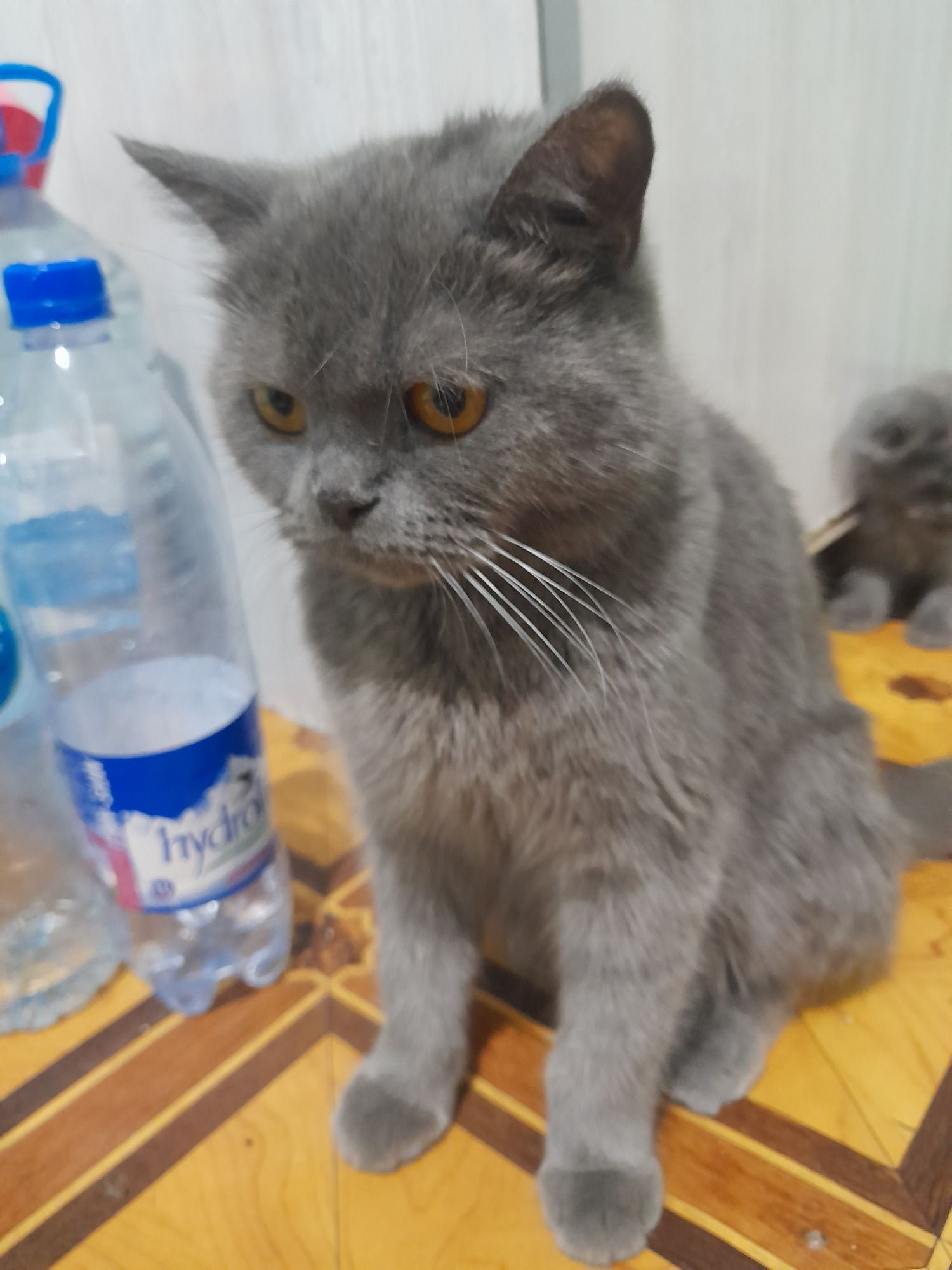 Скоттиш Страйт девочка