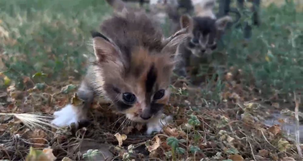 Мейн Кун котенок
