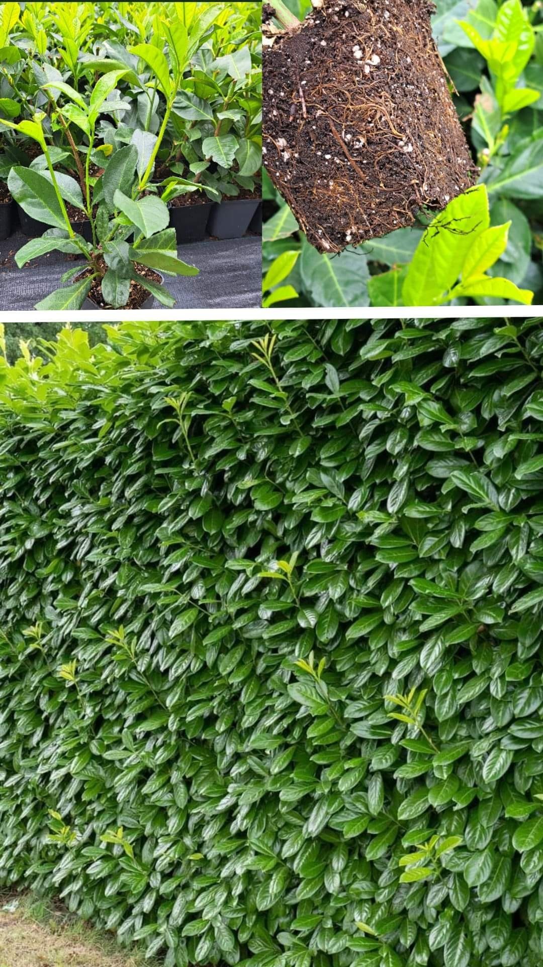 Laur englezesc veșnic verde pentru gard viu 30-40 cm