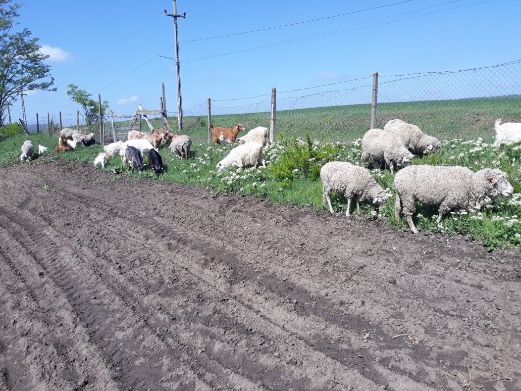 Vand oi tigai merinos de palas originale si capre!