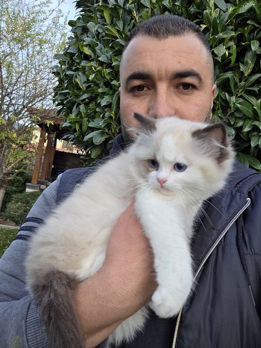 РАГДОЛ/РЕГДОЛ/REGDOL На три месеца женски и мъжки с родословие