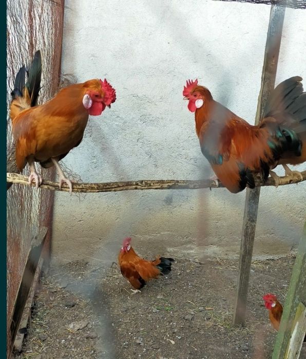 Cocoșel și găinușe pitic