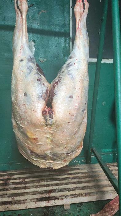 Ет соғым конина мясо