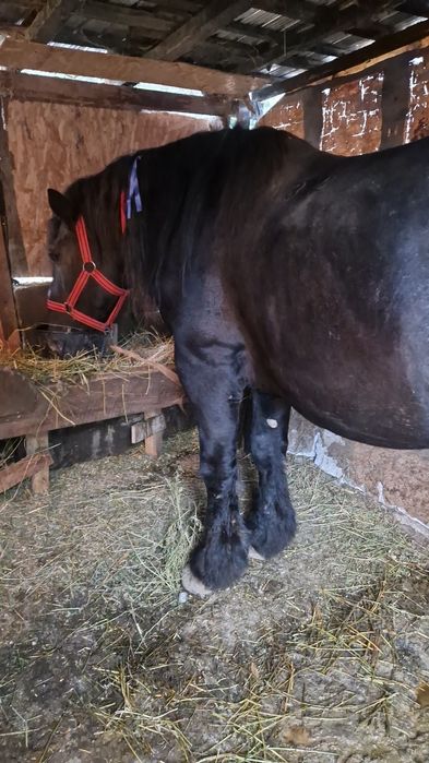 Vând armăsar în vârstă de 12 ani