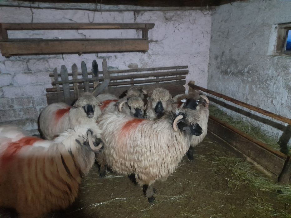 Vând oi Bucălăi...