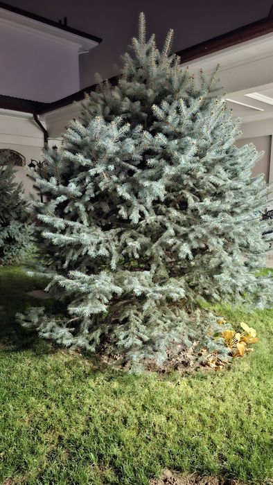 Продам голубые ели