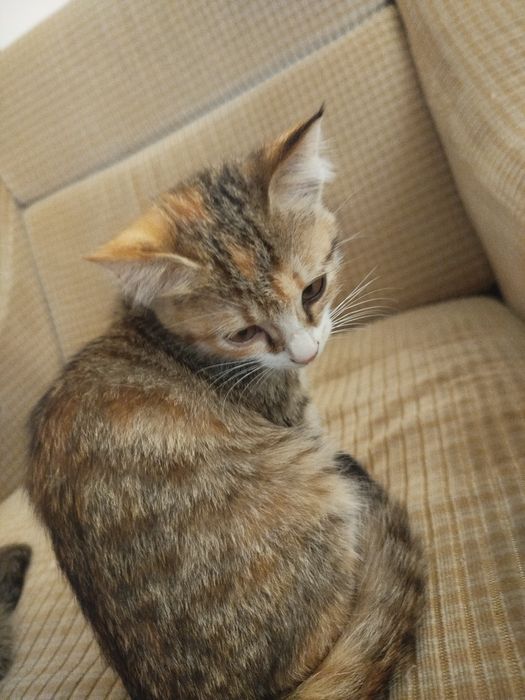 Mushuklar sotiladi 2 dona 1yarim oylik boʻlgan