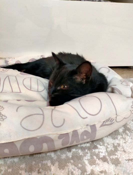 Котёнок мальчишка