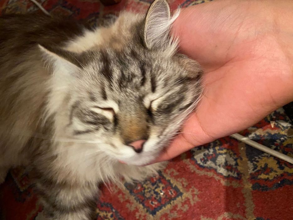 Нашёл кошку порода сибирская