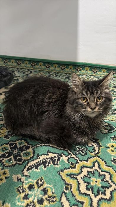 Отдам кота в хороший руки