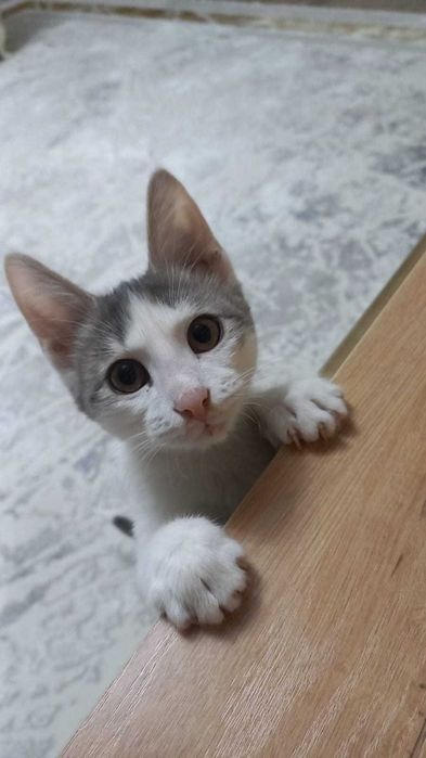 Котёнка в добрые руки