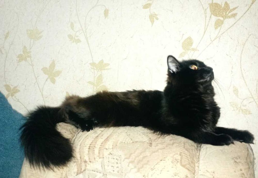 Отдам котика в добрые руки