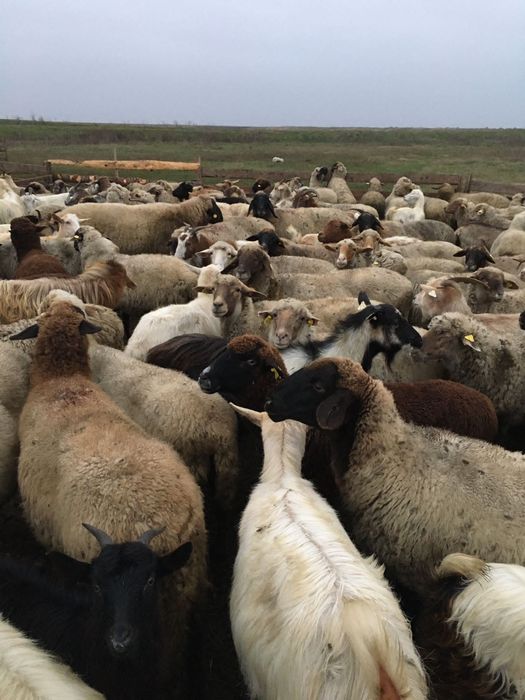 Vând oi 40 bucăți