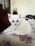 Angora turceasca