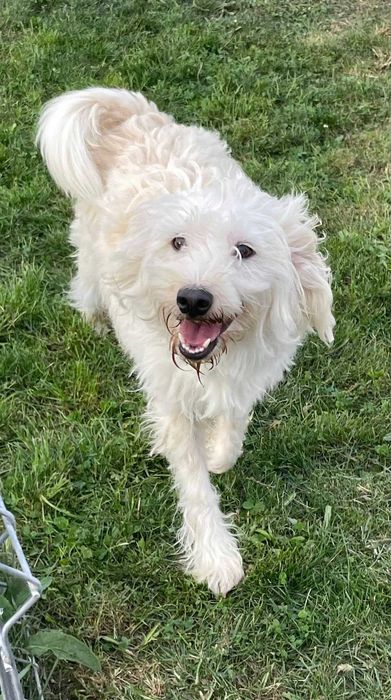 Lizzie catelusa frumoasa isi cauta o familie