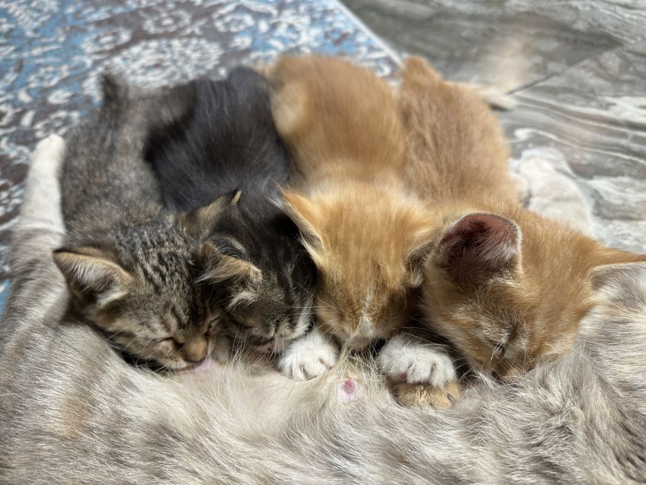 Котята домашние.