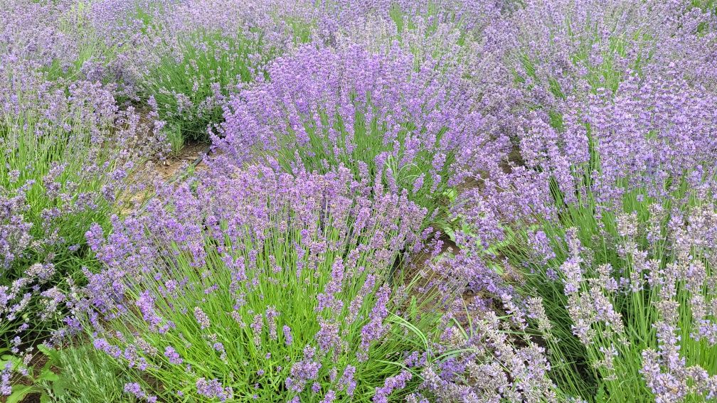 Tufa lavanda mare București