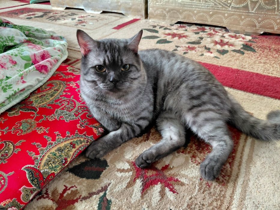 Здам кошку безплатна