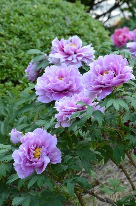 Bujor de Gradina (Tip Copac)