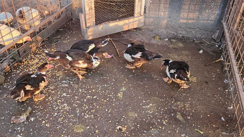 Vand  rate lesesti (mute) 3+1  o familie 250 lei