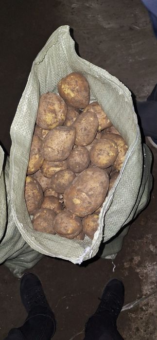 Картофель со склада 120тнг/кг