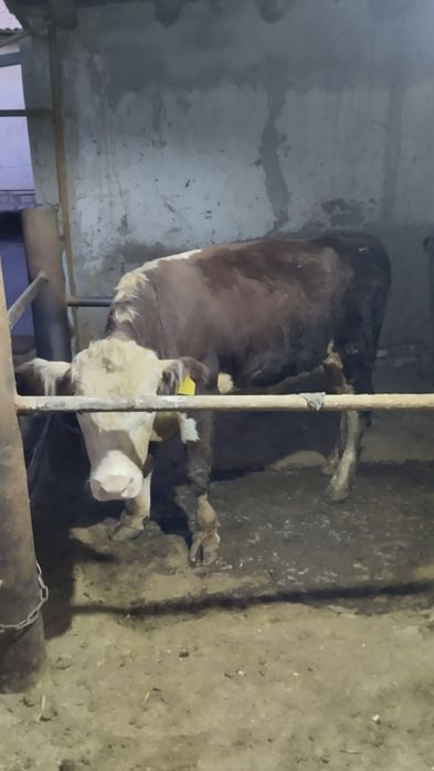 Mol Sotlad Urganchda