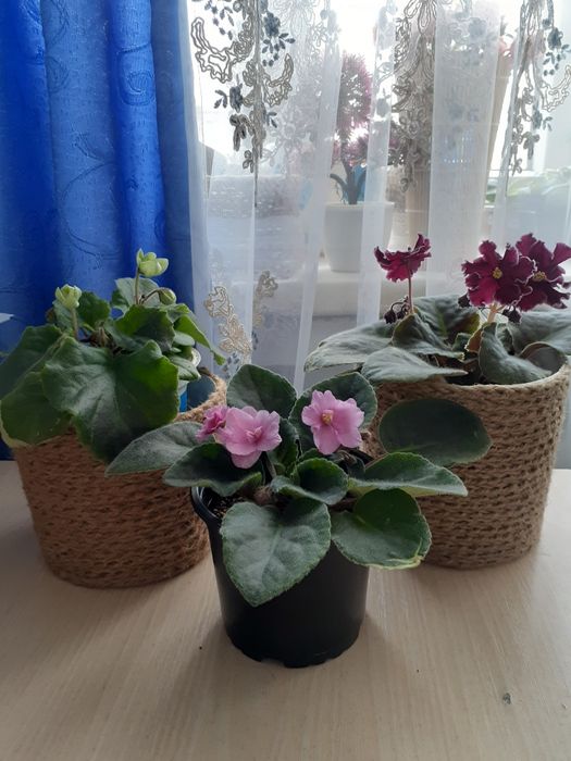 Продам комнатные цветы