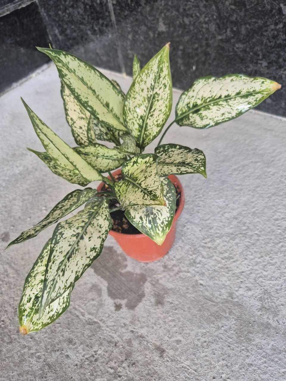 Aglaonema Siam Snow
