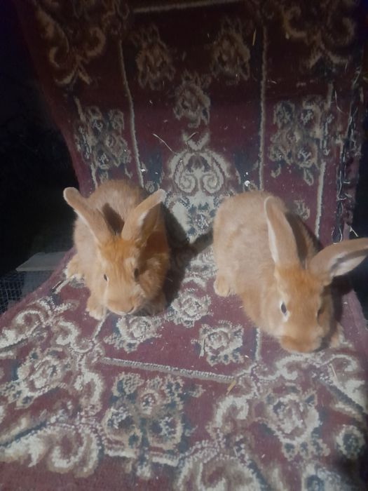 Декаратив куйончалар болалари хархели зурлари сотувда Самарканд шахар