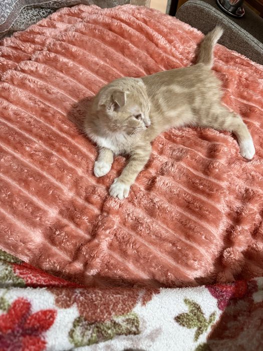 Отдам коненка скотиш фолд