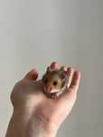 Vand pui de hamster sirian