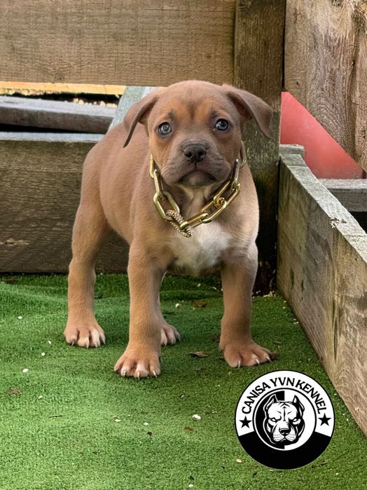 Mascul amstaff blue fawn