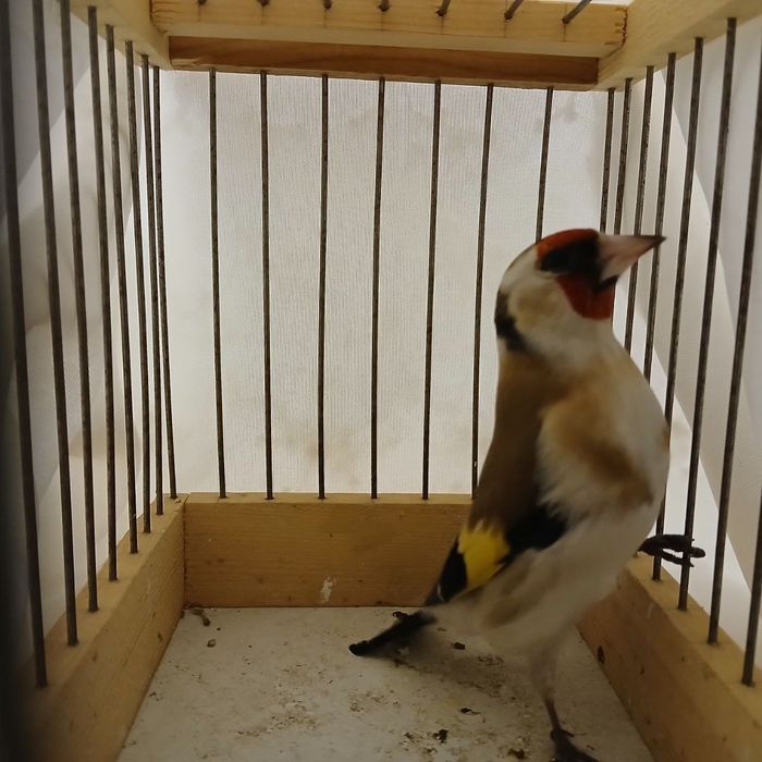 Kokil duragay sotiladi tinig qush