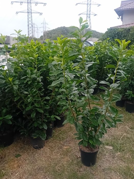 Vând laur englezesc novita